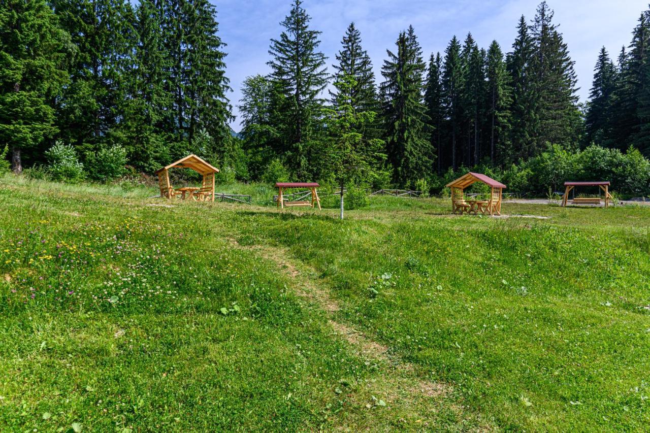 Forest Corner In Silver Mountain Of Poiana Brașov Exterior foto